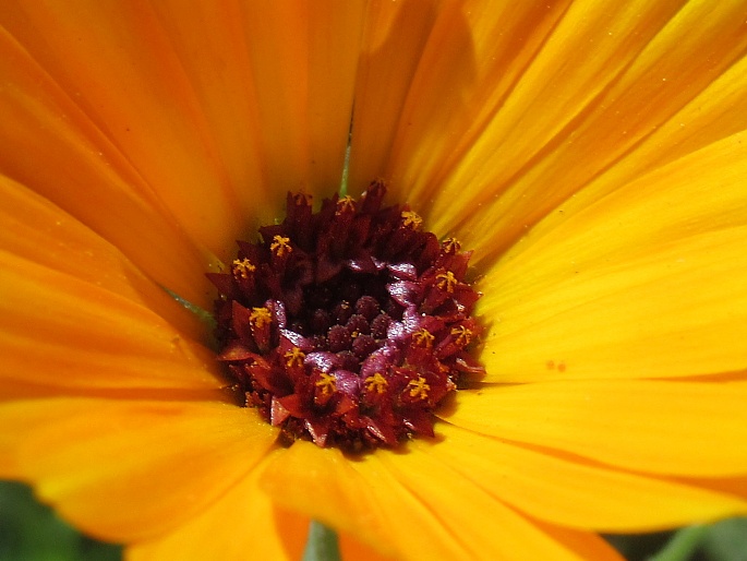 Calendula stellata