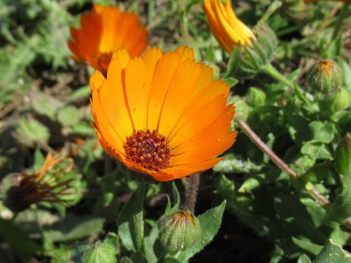 Calendula stellata