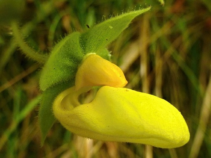 CALCEOLARIA TRILOBATA Hemsl. – pantoflíček