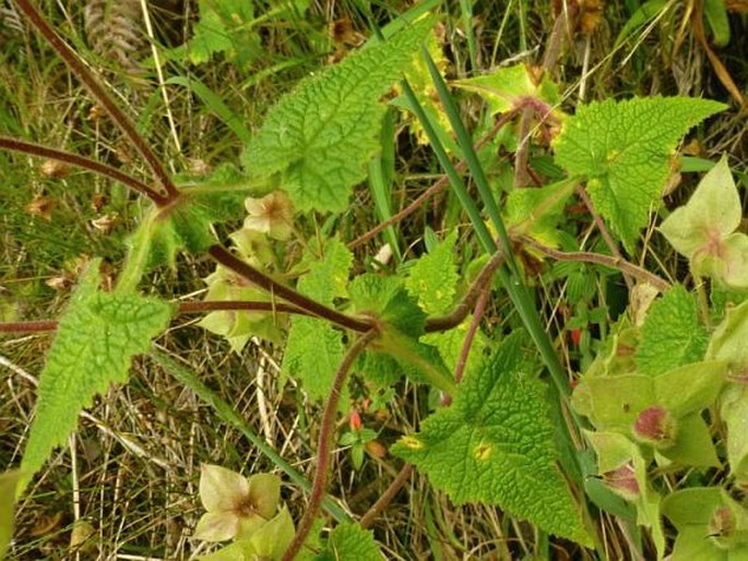 Calceolaria trilobata