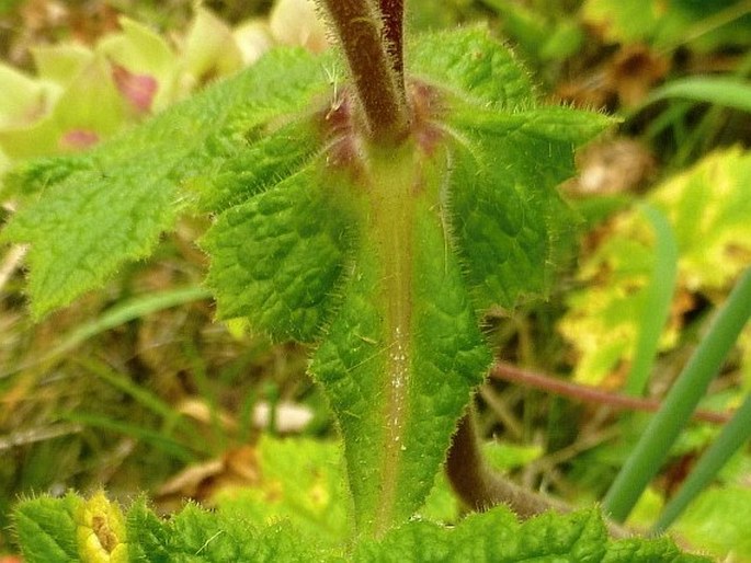 Calceolaria trilobata