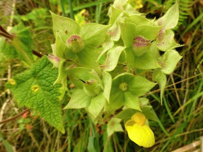 Calceolaria trilobata