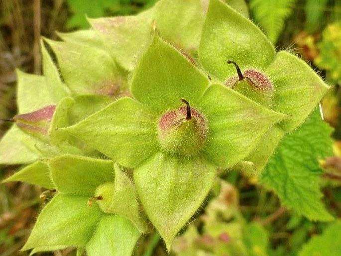 Calceolaria trilobata