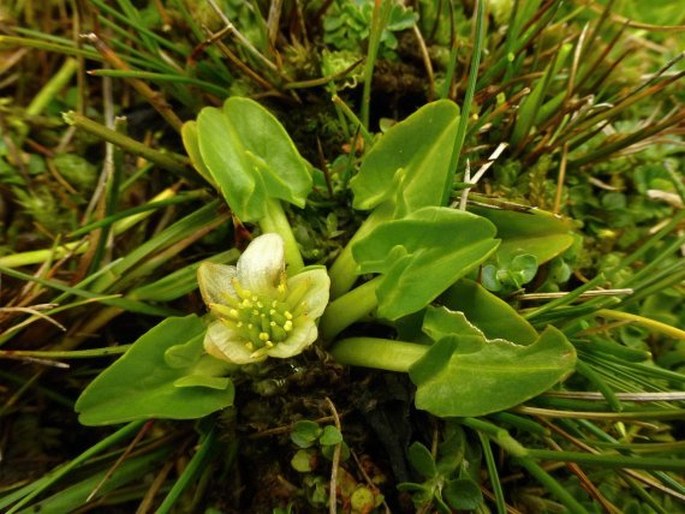 Caltha sagittata