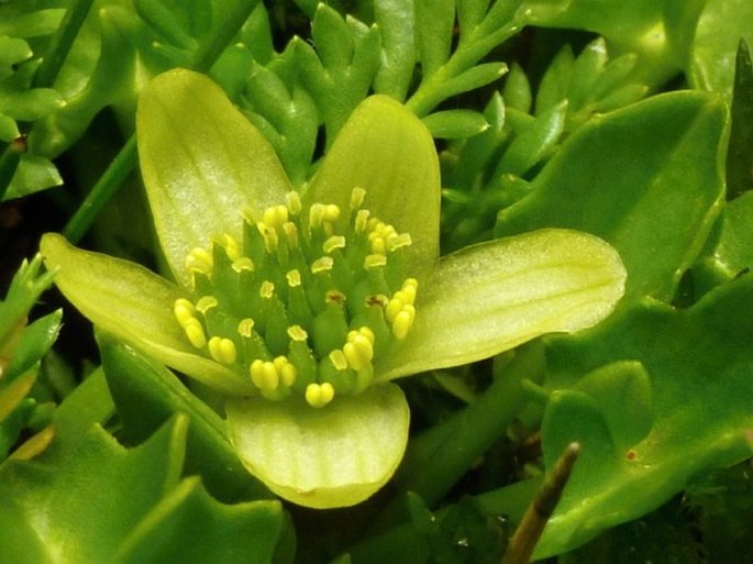 Caltha sagittata