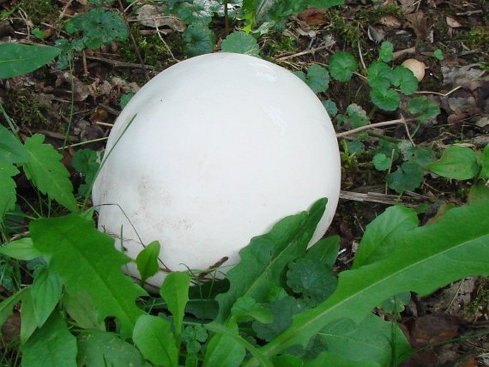 CALVATIA GIGANTEA (Batsch) Lloyd - pýchavka obrovská / rozpadavec obrovský