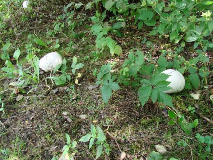 Calvatia gigantea