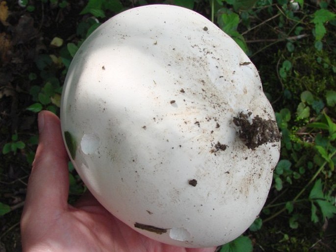 Calvatia gigantea