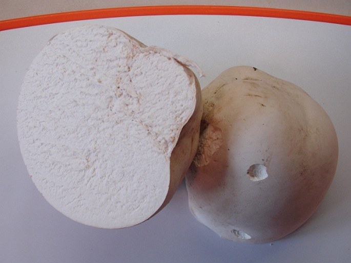 Calvatia gigantea