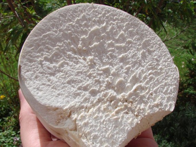 Calvatia gigantea