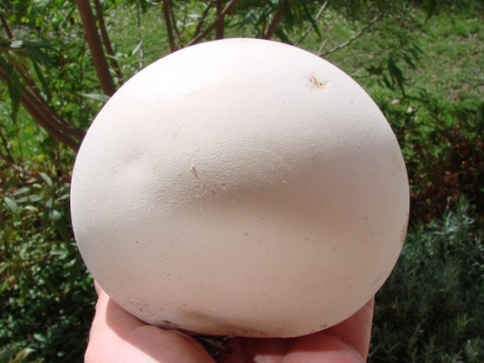 Calvatia gigantea