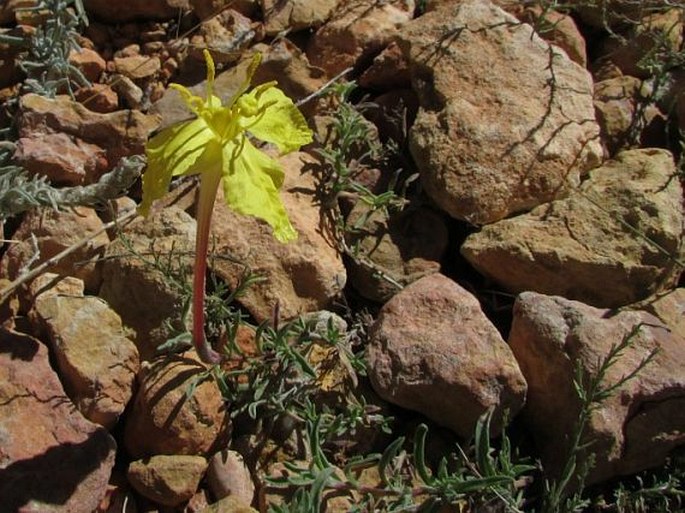 Calylophus lavandulifolia