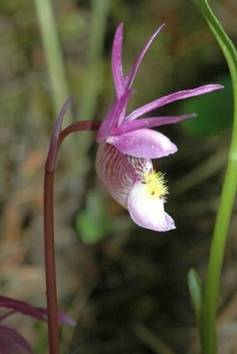 Calypso bulbosa