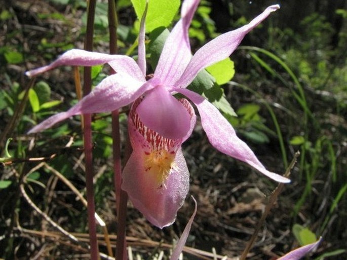 Calypso bulbosa