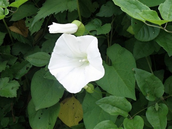 Calystegia silvatica