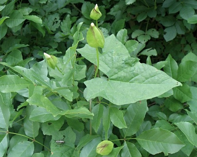 Calystegia silvatica