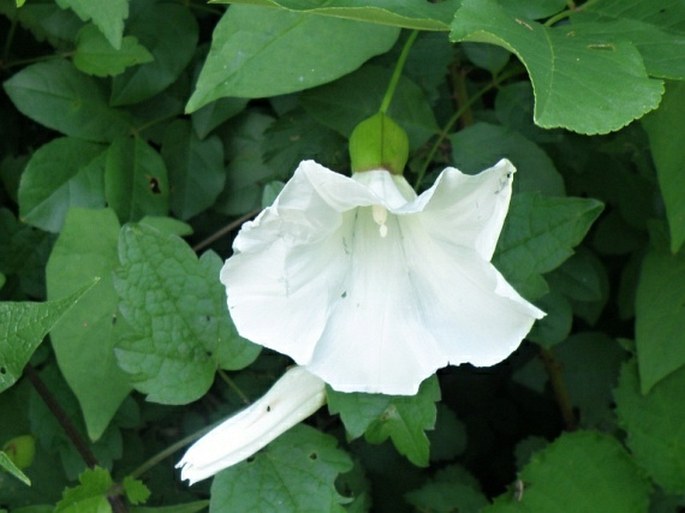 Calystegia silvatica