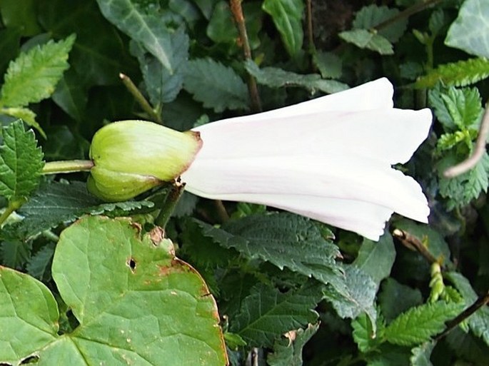 Calystegia silvatica