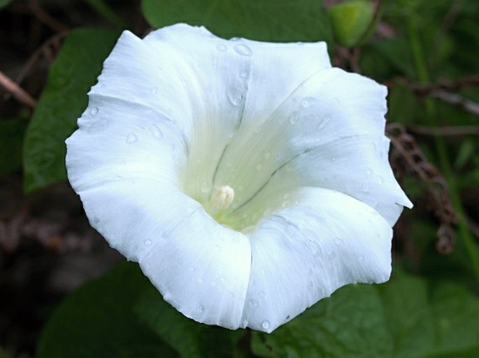 Calystegia silvatica