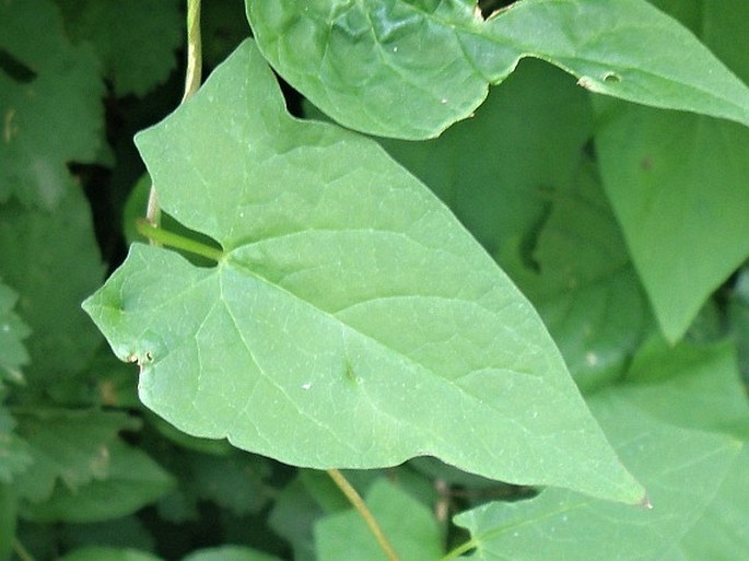 Calystegia silvatica