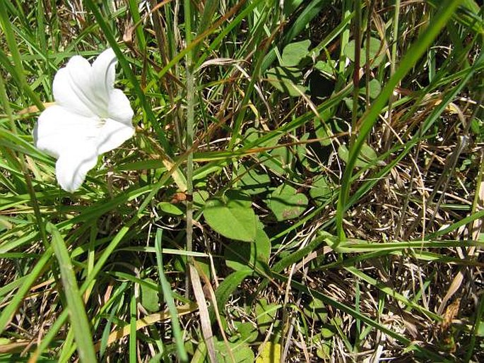 Calystegia tuguriorum