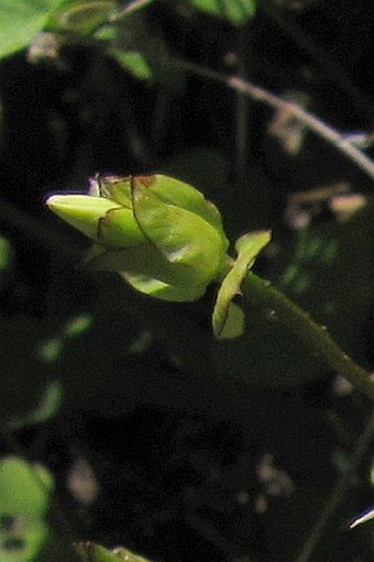 Calystegia tuguriorum