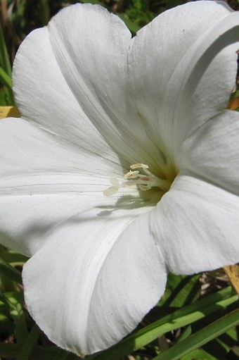 Calystegia tuguriorum