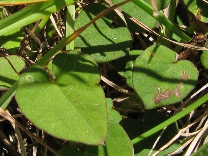 Calystegia tuguriorum