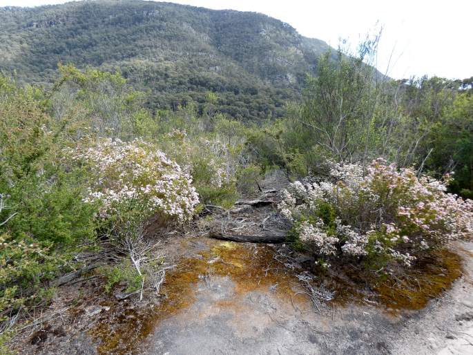 Calytrix tetragona