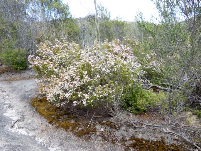 Calytrix tetragona