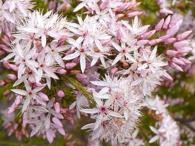 Calytrix tetragona