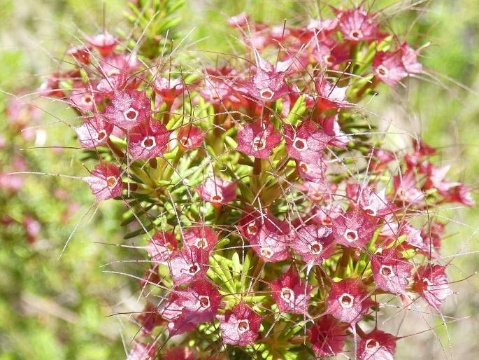 Calytrix tetragona