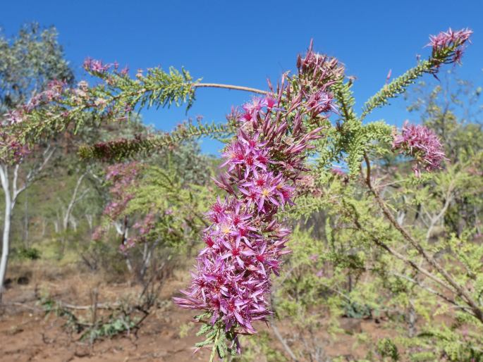 Calytrix exstipulata