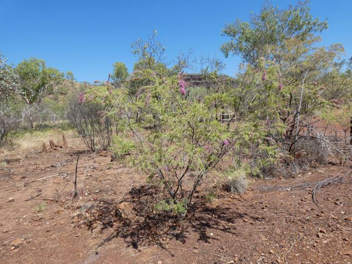 Calytrix exstipulata