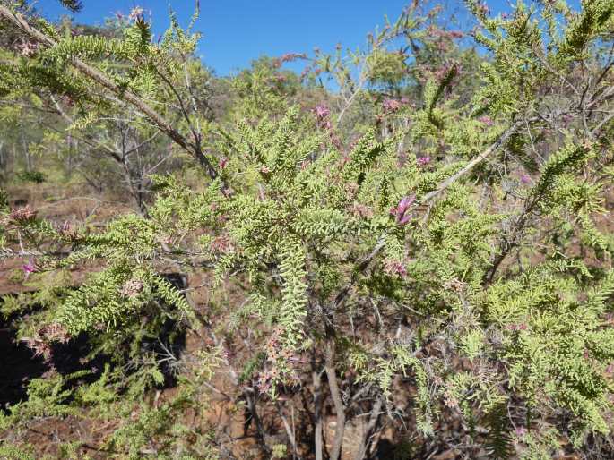 Calytrix exstipulata