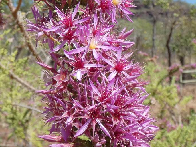 Calytrix exstipulata