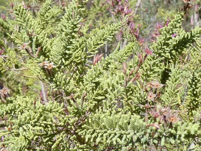 Calytrix exstipulata