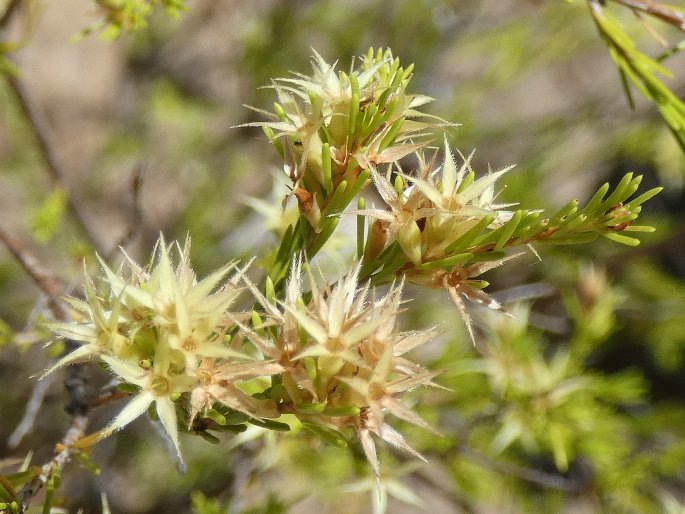 Calytrix brownii