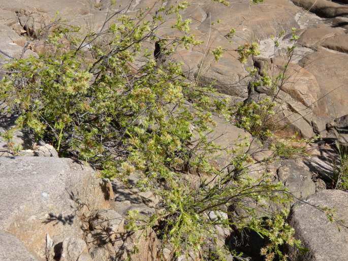 Calytrix brownii