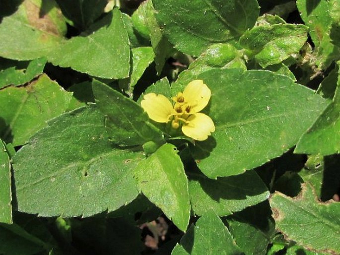 Calyptocarpus wendlandii