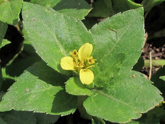 CALYPTOCARPUS WENDLANDII Sch. Bip.