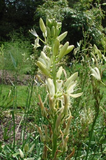 Camassia leichtlinii