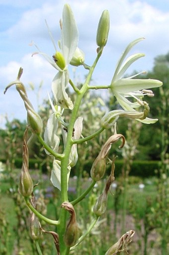 Camassia leichtlinii