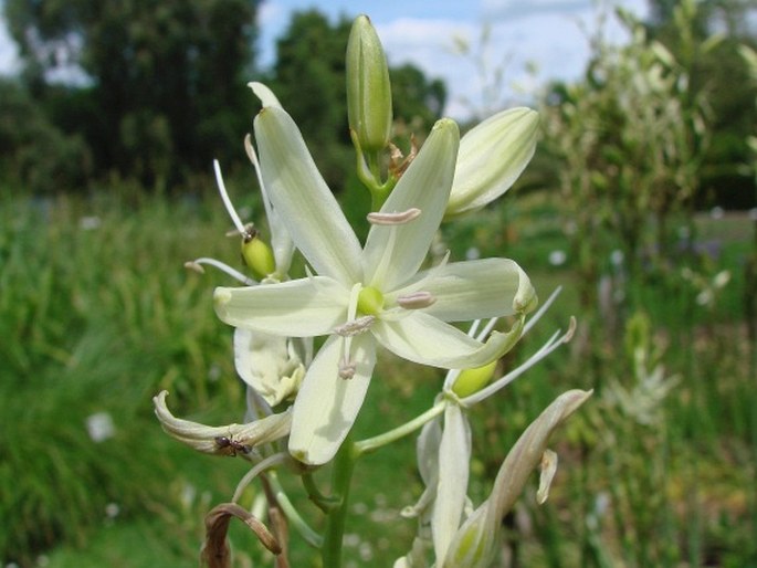 Camassia leichtlinii