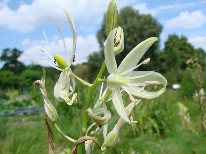 CAMASSIA LEICHTLINII (Baker) S. Watson – ladoník