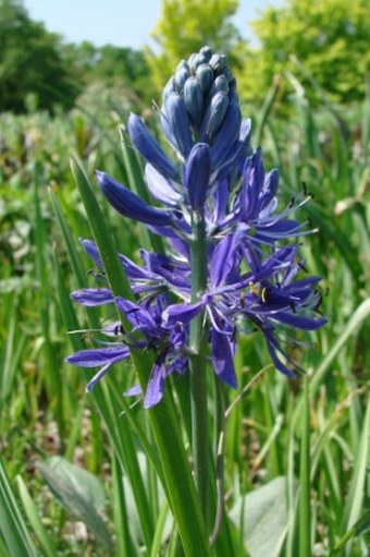 Camassia quamash