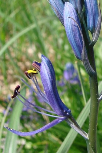 Camassia quamash