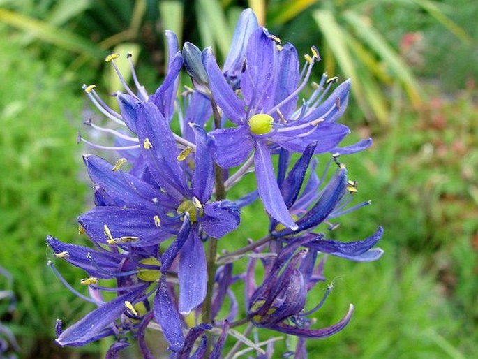 Camassia quamash