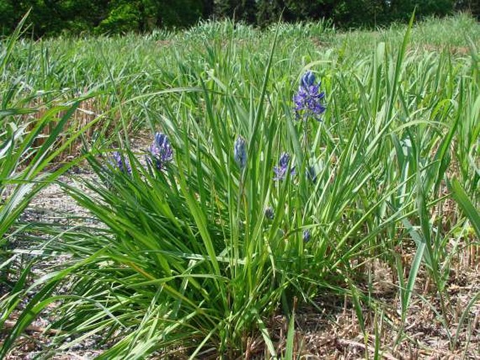 Camassia quamash