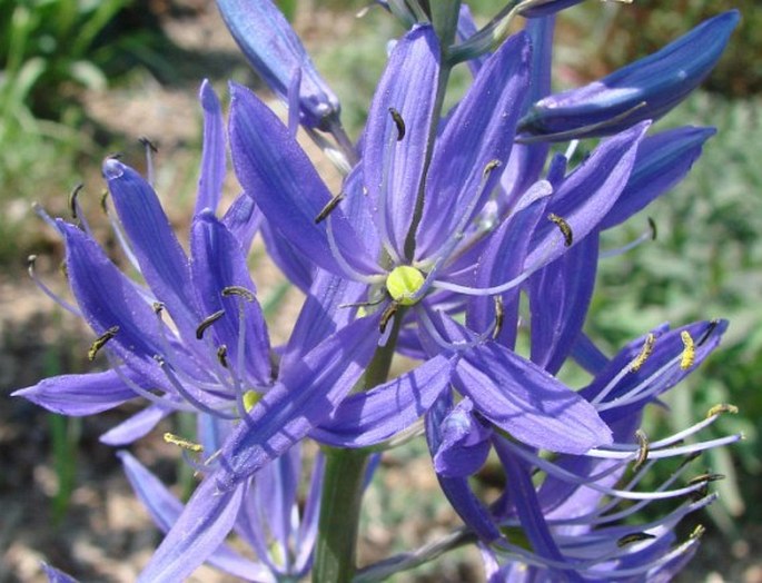 Camassia quamash